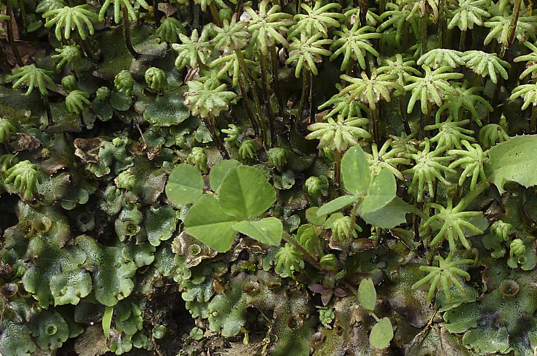 Marchantia polymorpha